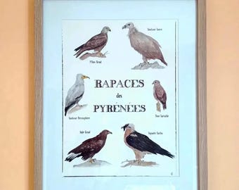 Birds of the Pyrenees Poster