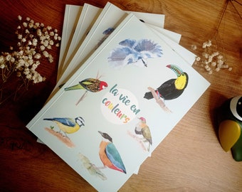 A5 Notebook - Birds Life in Colors - notepad