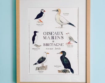 Poster of Sea Birds of Brittany