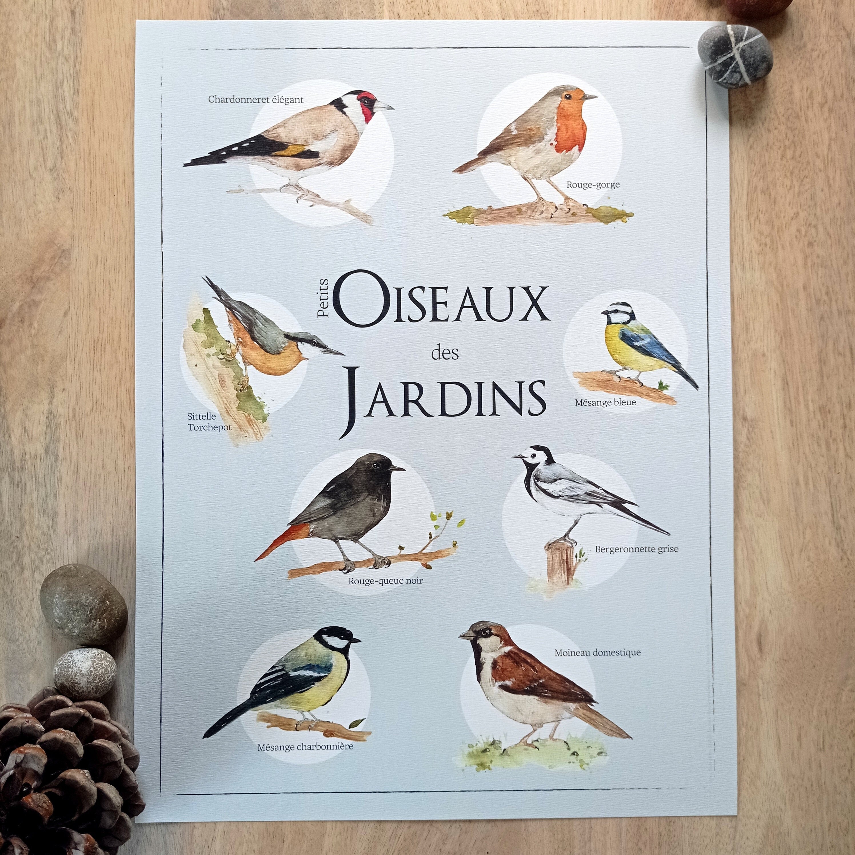 Garden Birds Poster