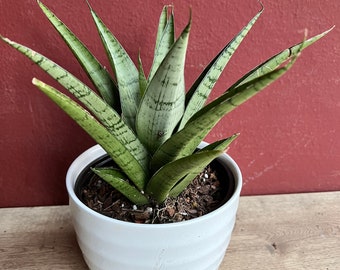 Sansevieria Hybrid \u2018Silver Surfer\u2019 Sansevieria Hybrid \u2018Silver Surfer\u2019