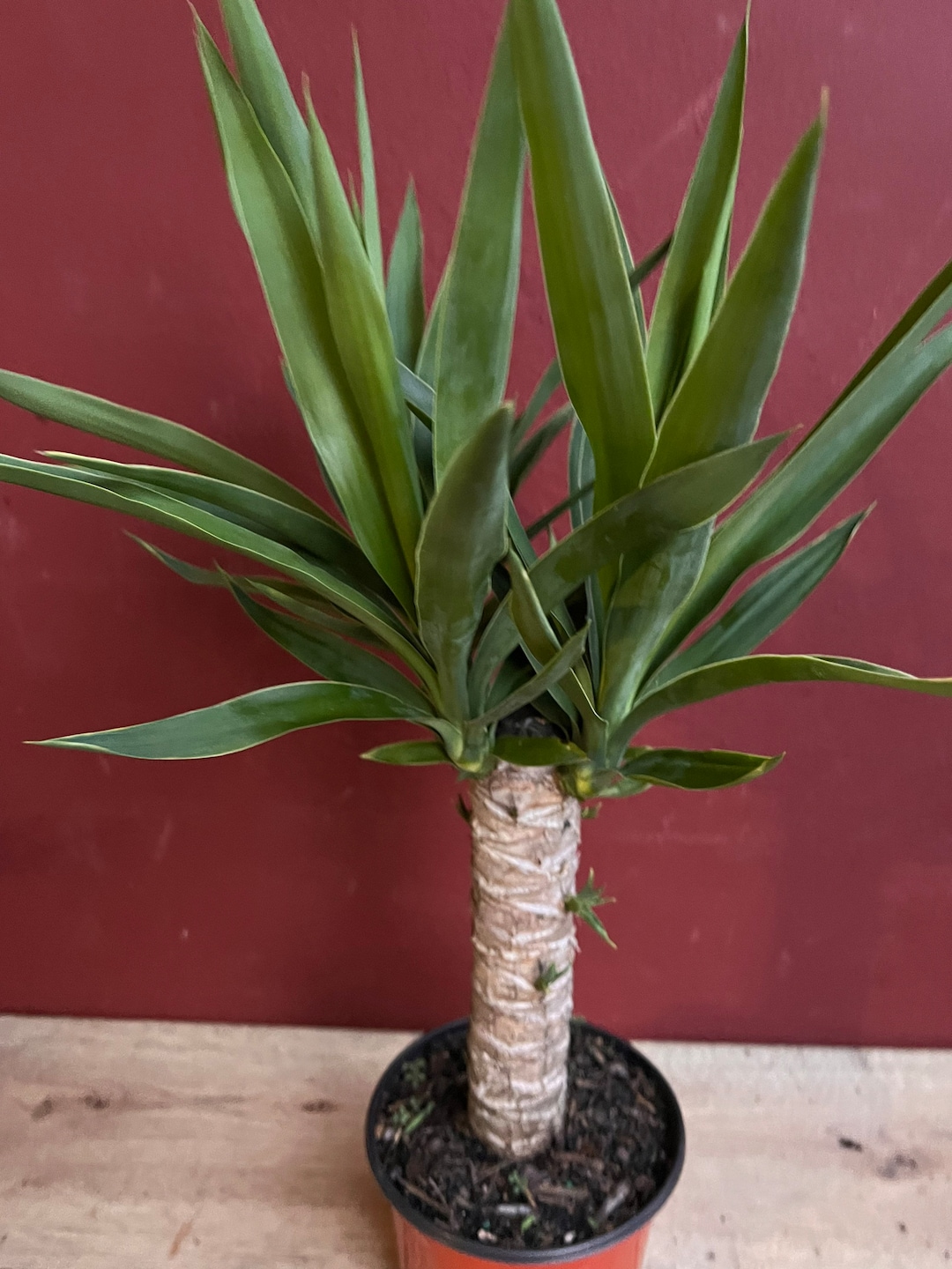 Dracaena Yucca Cane Yucca Elephantipes outdoor .indoor in Etsy