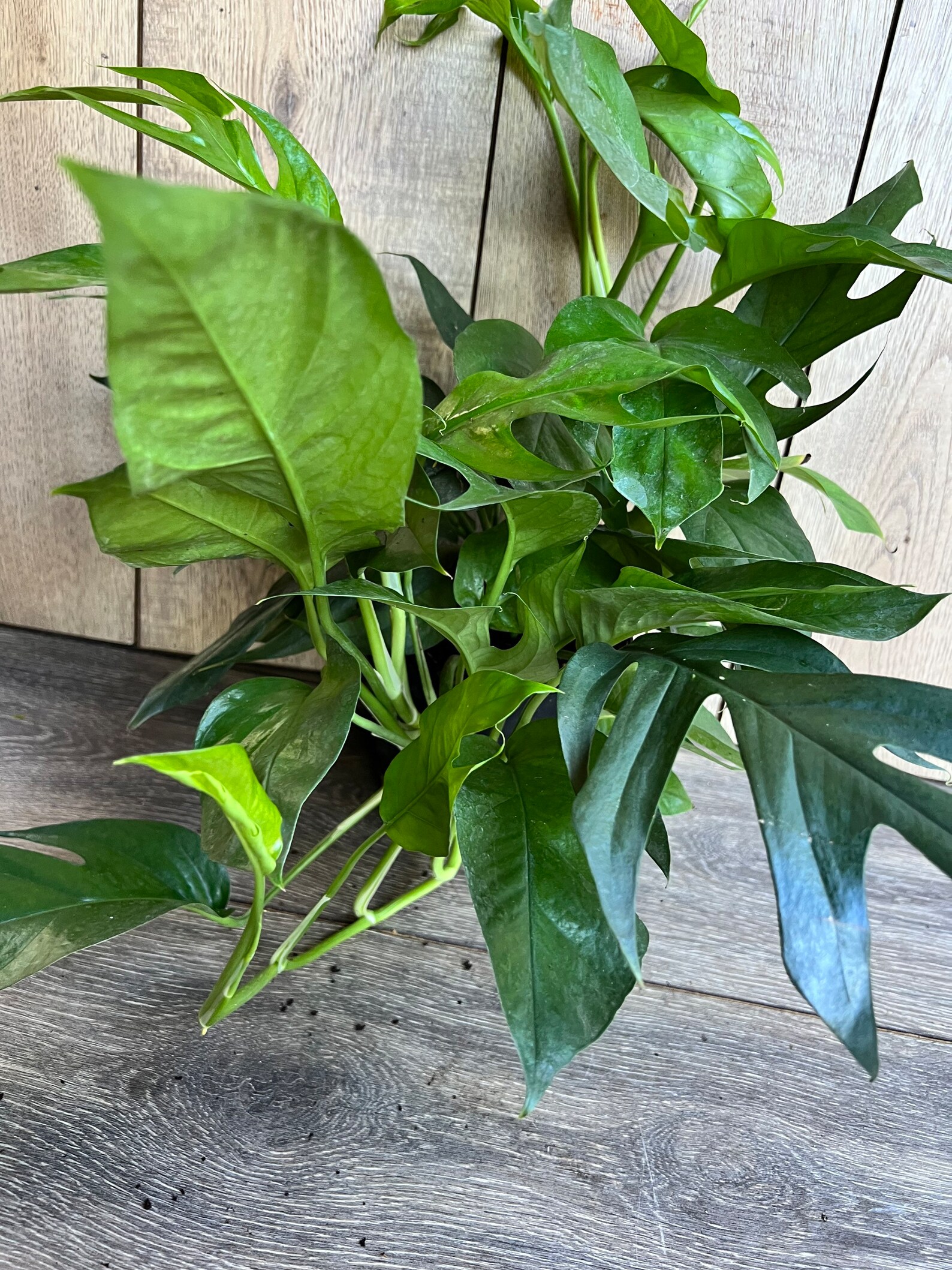 Rare Baltic Blue Pothos Epipremnum Pinnatum in 6 Etsy