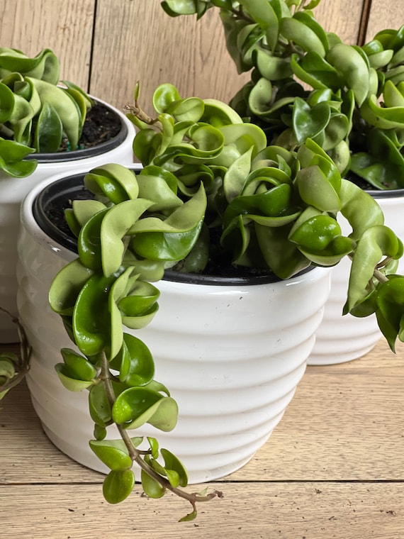 Hoya Hindu Rope Hoya Compacta in 6 Pot - Etsy Australia