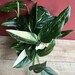 Monstera Standleyana Albo in 4' Pot , Philodendron Cobra 