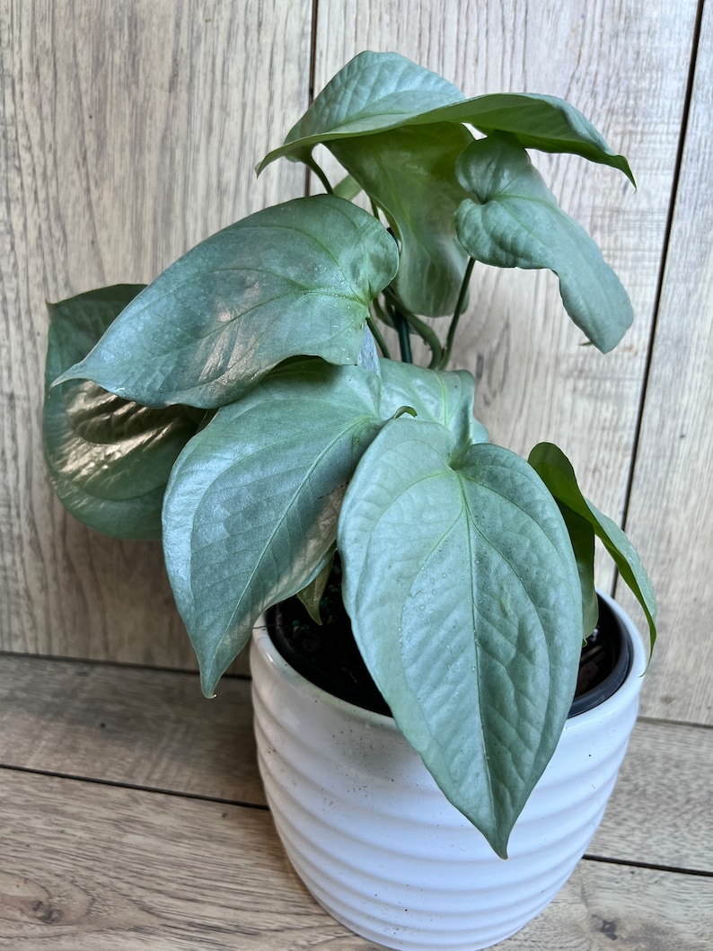Amydrium Medium Silver in 6 Pot - Etsy