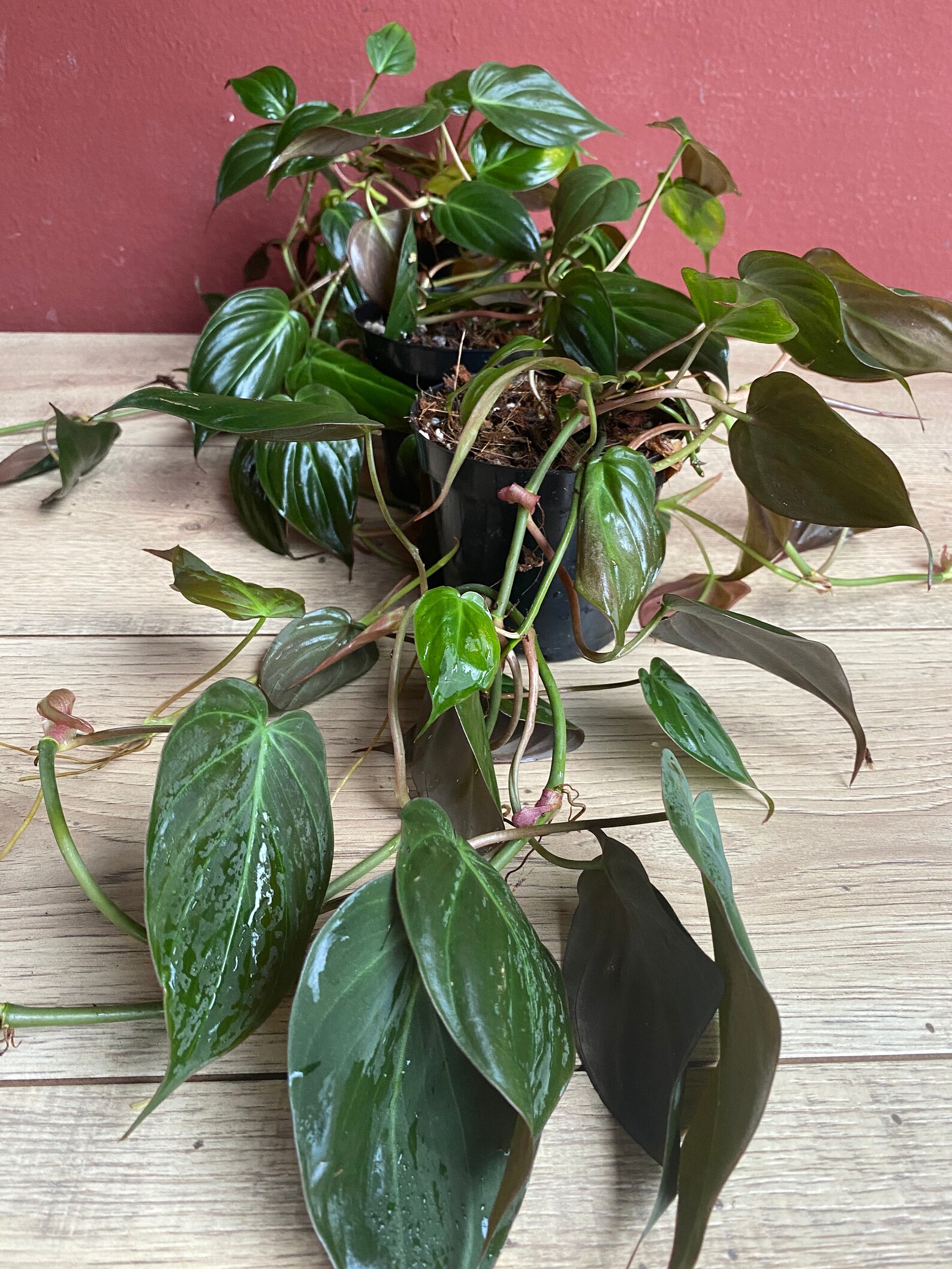Philodendron Micans in 4 pot Etsy