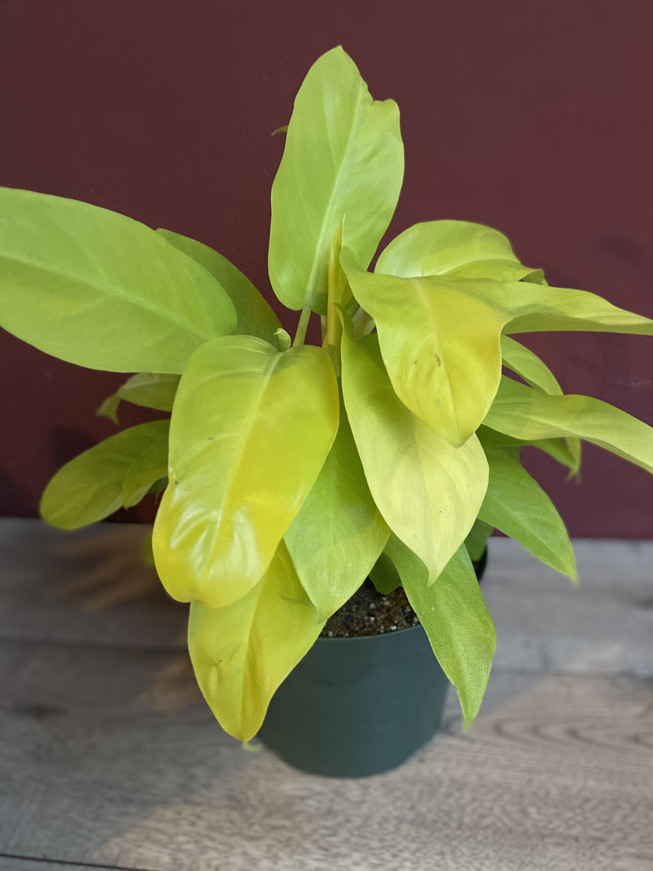 Philodendron Golden Goddess in 6 Pot Etsy