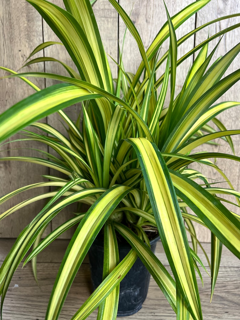 Large Pandanus Baptistii Aureus Variegated Dwarf Pandanus in Etsy