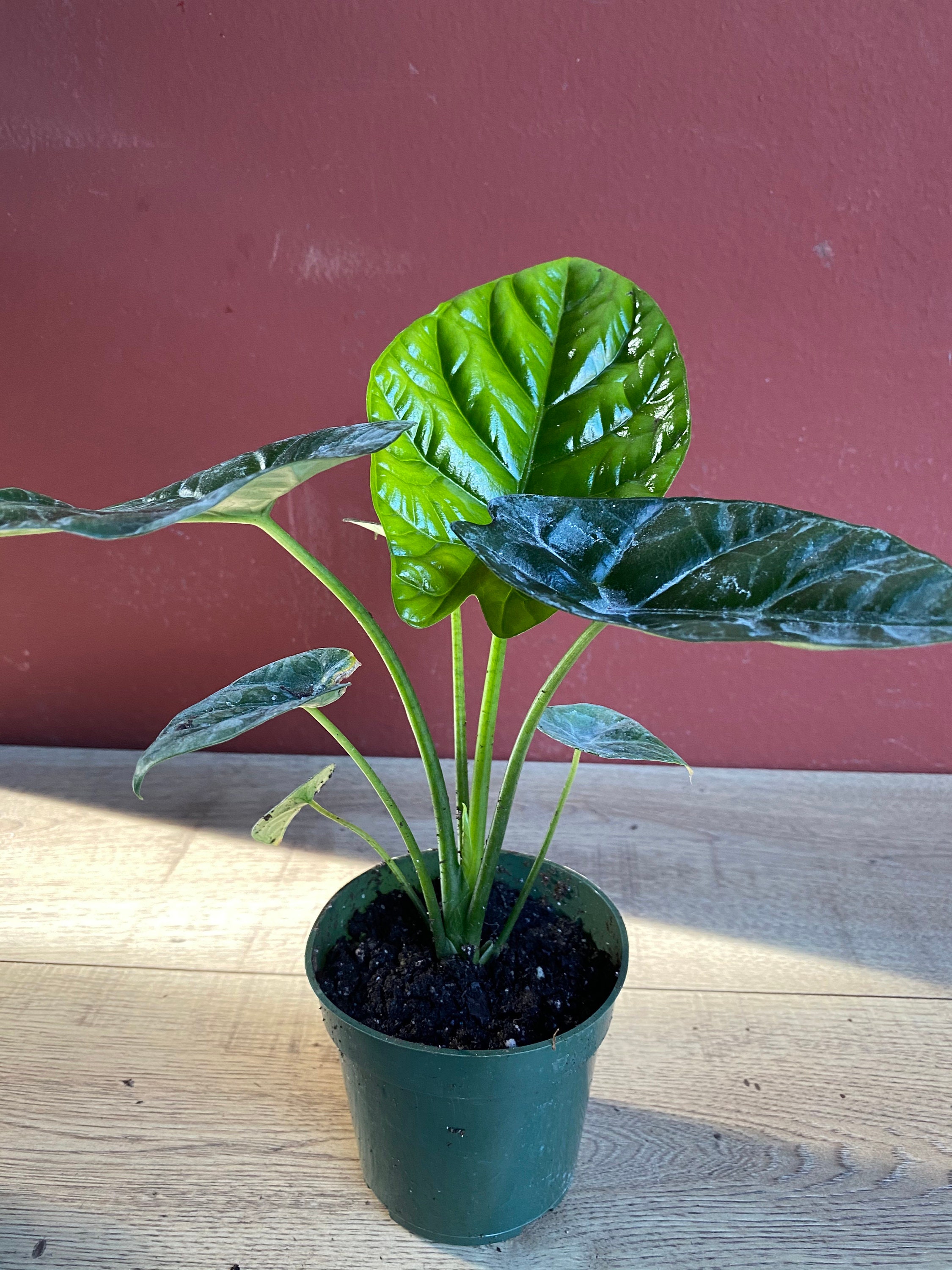Alocasia Sinuata Quilted Dreams