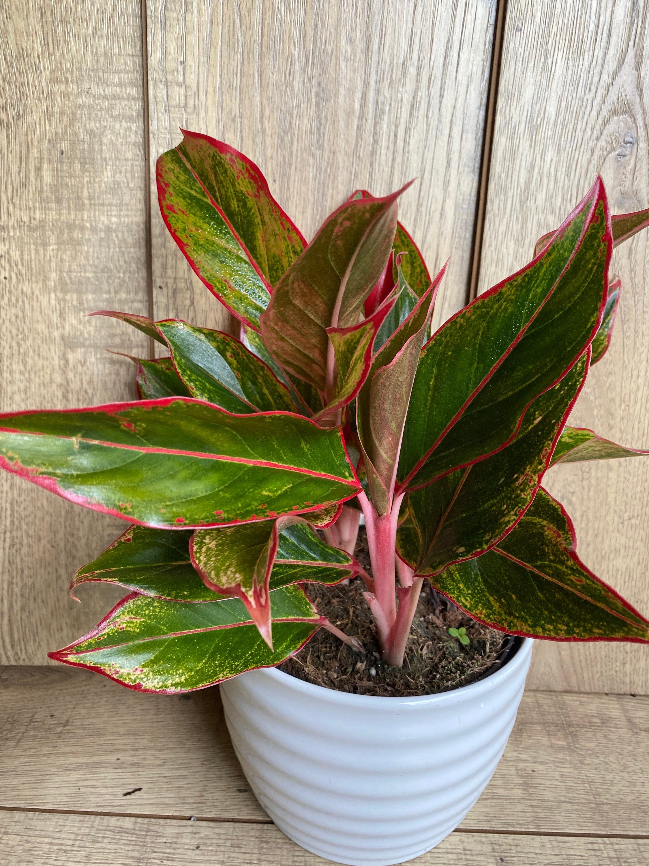 Aglaonema Siam Siam Aurora Aglaonema in 6 Pot Etsy