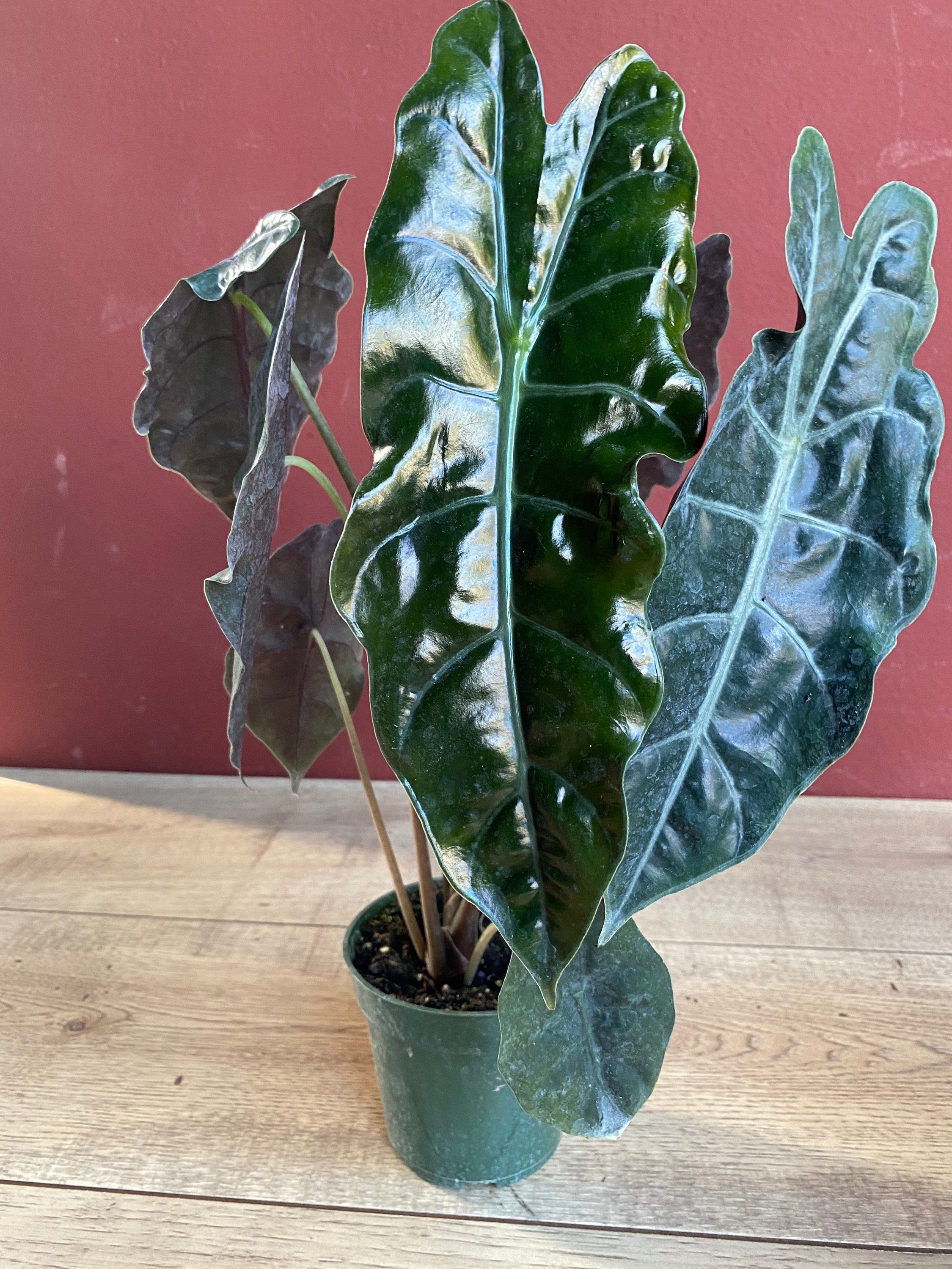 Alocasia Chantrieri in 4 pot | Etsy