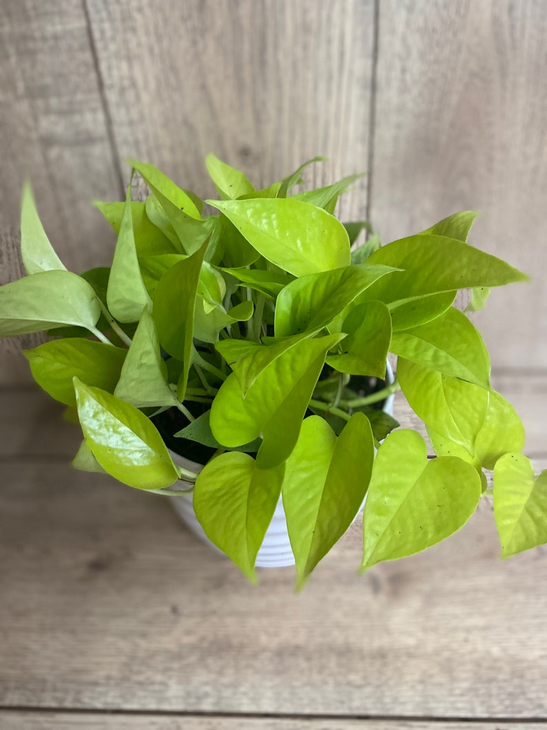Neon Pothos in 6 Pot Top Indoor Air Purifier Etsy