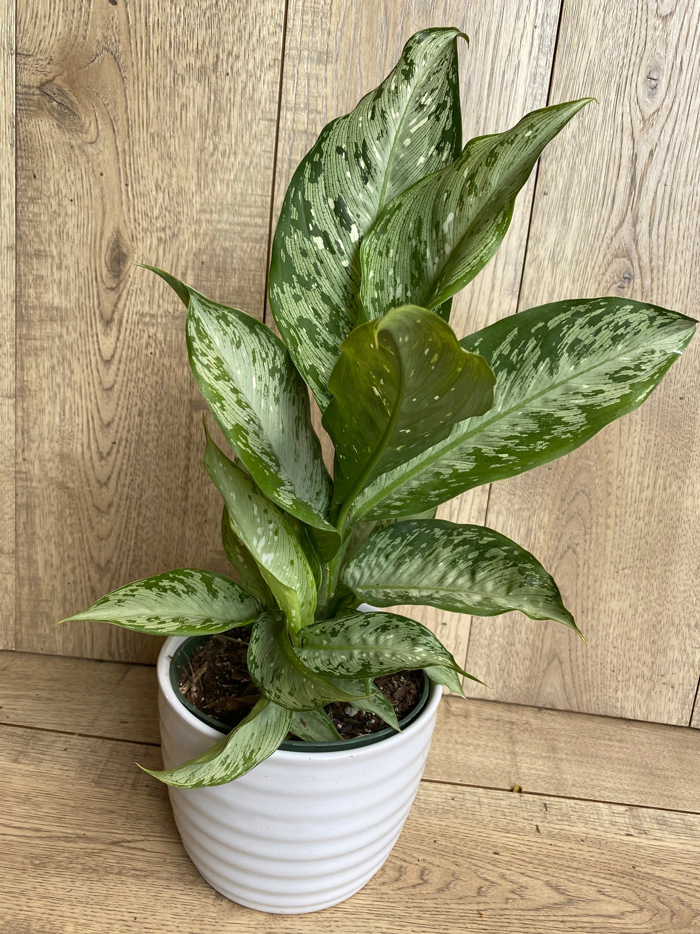 dieffenbachia memoria corsii dieffenbachia memoria corsii