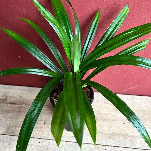 💋 Pandan leaves mosquito repellent. Is pandan an insect repellent