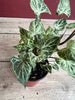 Syngonium ‘Batik’ in 4' pot 