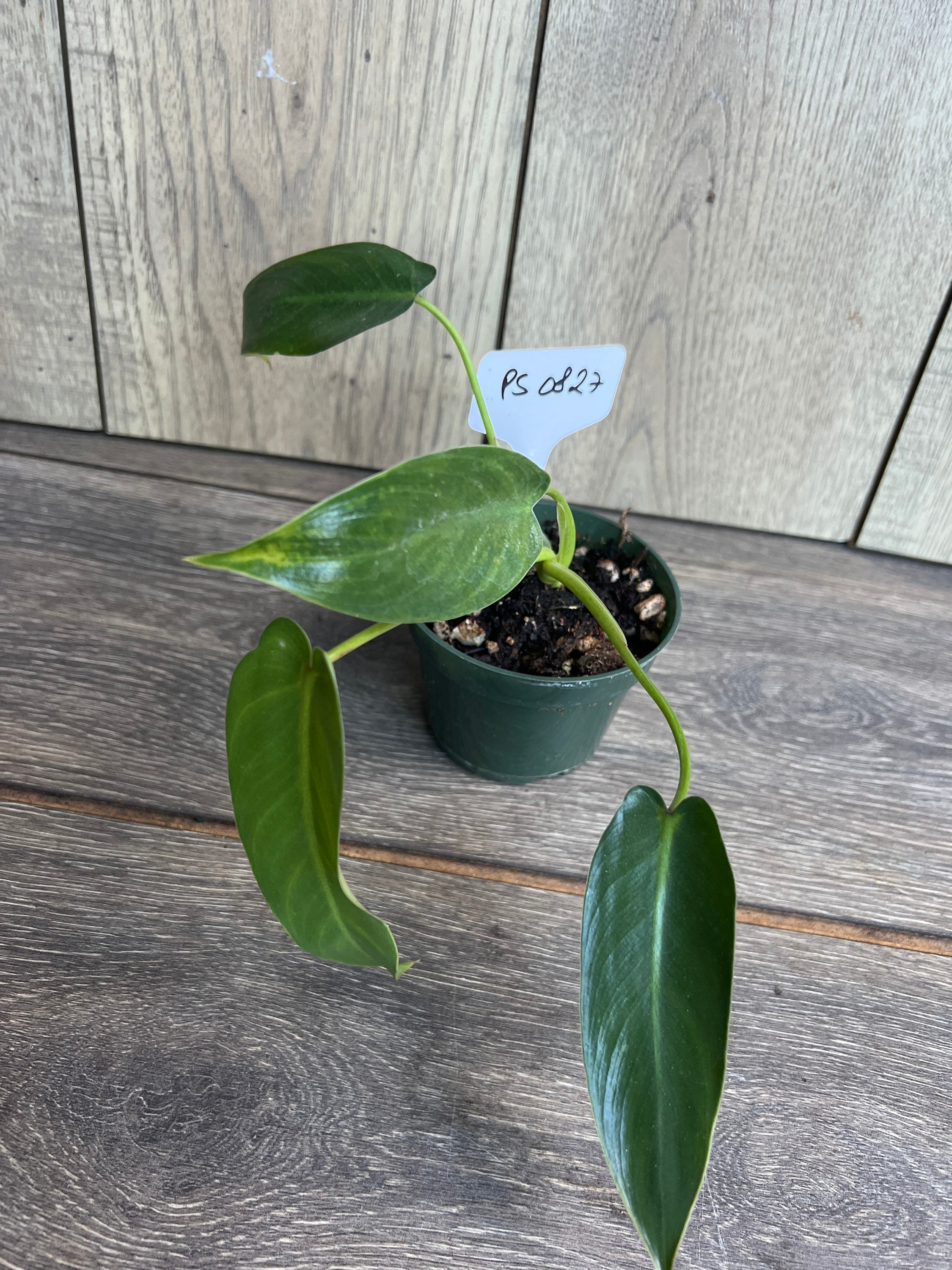 Philodendron Spiritussancti in 4 Pot PS 0827. Exact Etsy