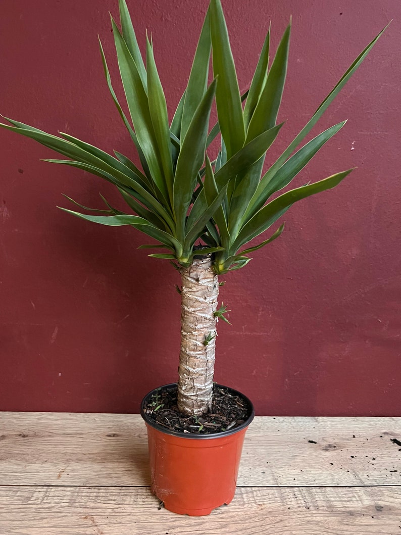 Dracaena Yucca Cane Yucca Elephantipes outdoor .indoor in Etsy