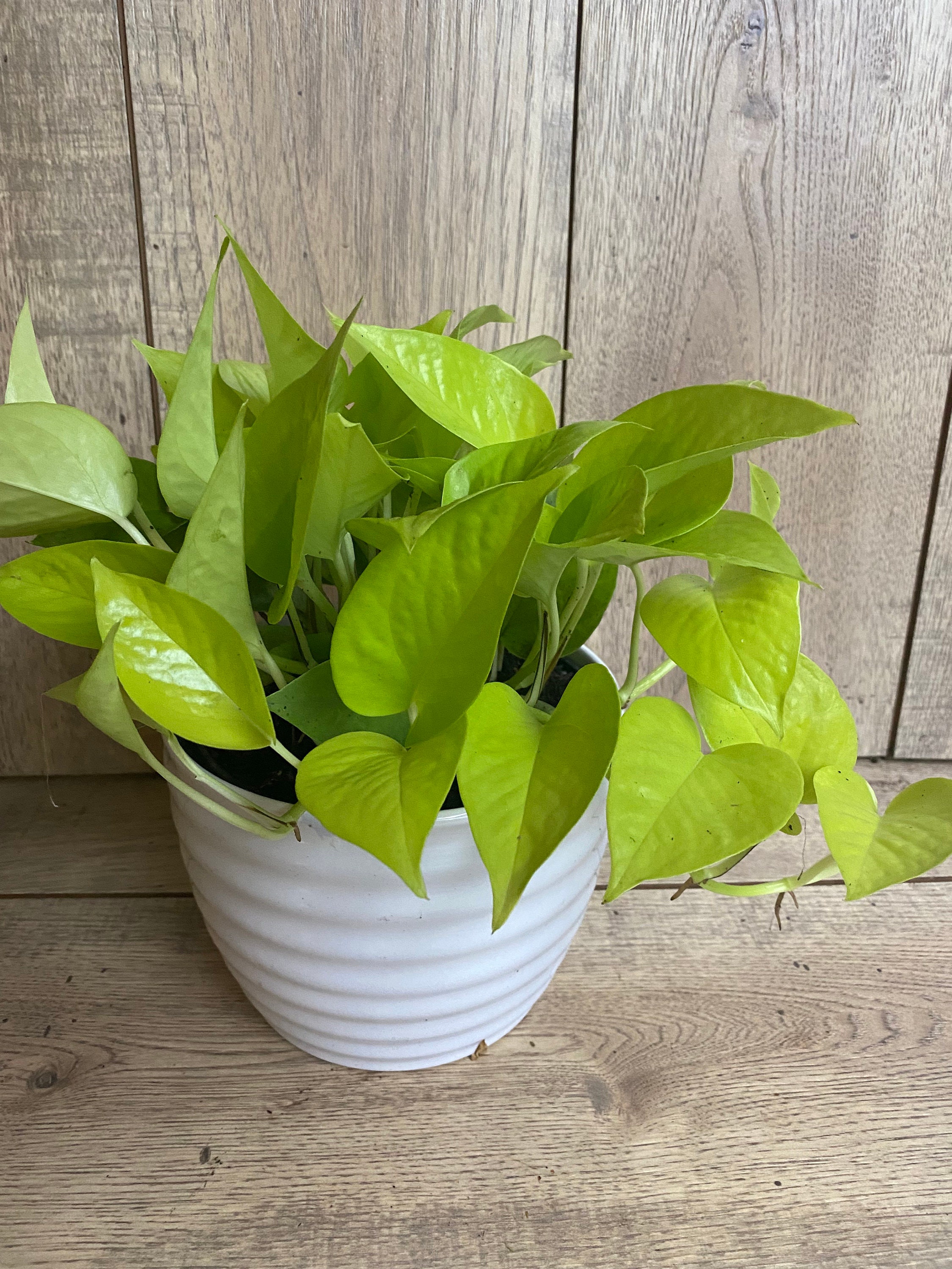 Neon Pothos in 6 Pot Top Indoor Air Purifier Etsy UK