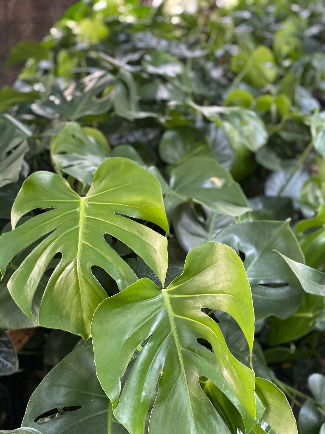 Monstera Deliciosa Live Plant in 3 Gallon Indoor/Outdoor Etsy