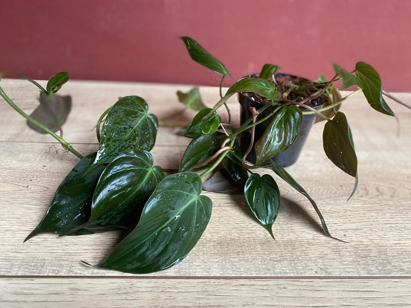 Philodendron Micans in 4 pot Etsy