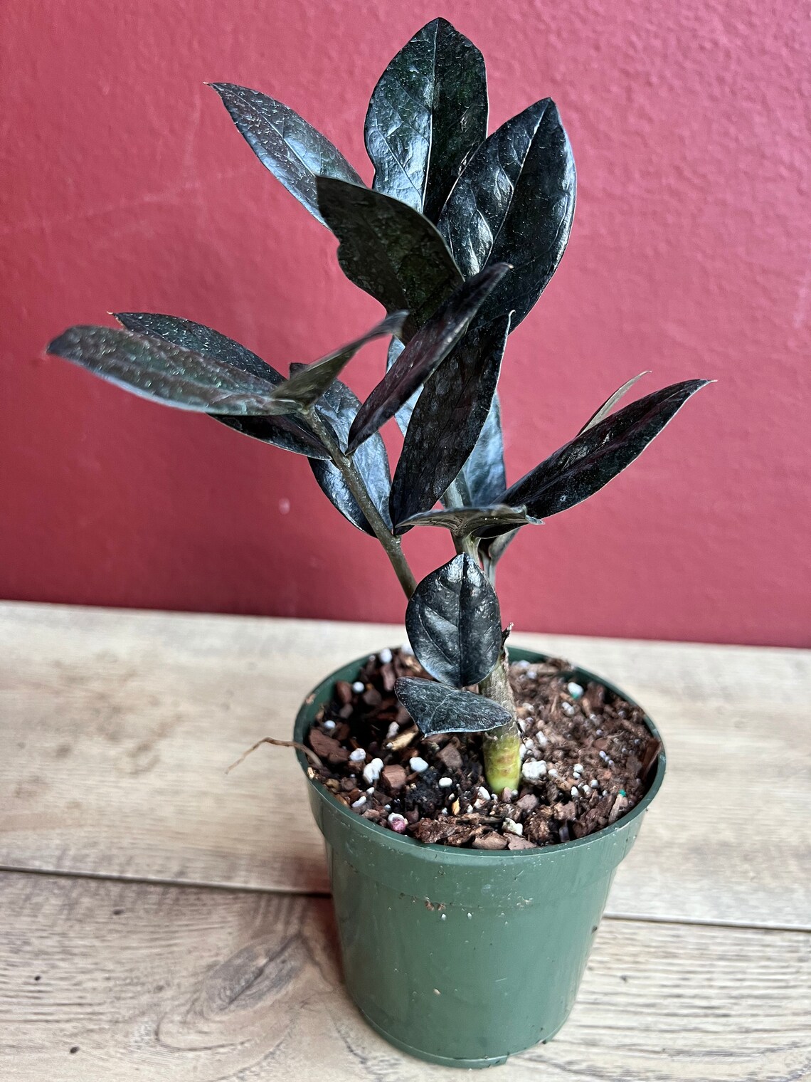 Black Raven ZZ Dark Zz Plant in 4 Pot Zamioculcas Etsy