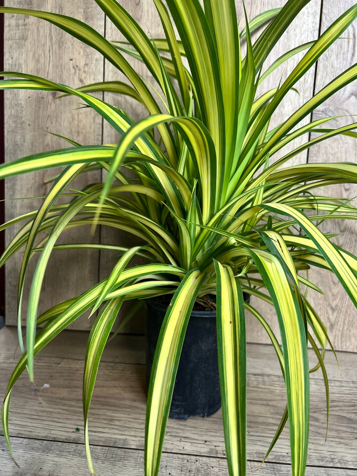 Large Pandanus Baptistii Aureus Variegated Dwarf Pandanus in Etsy