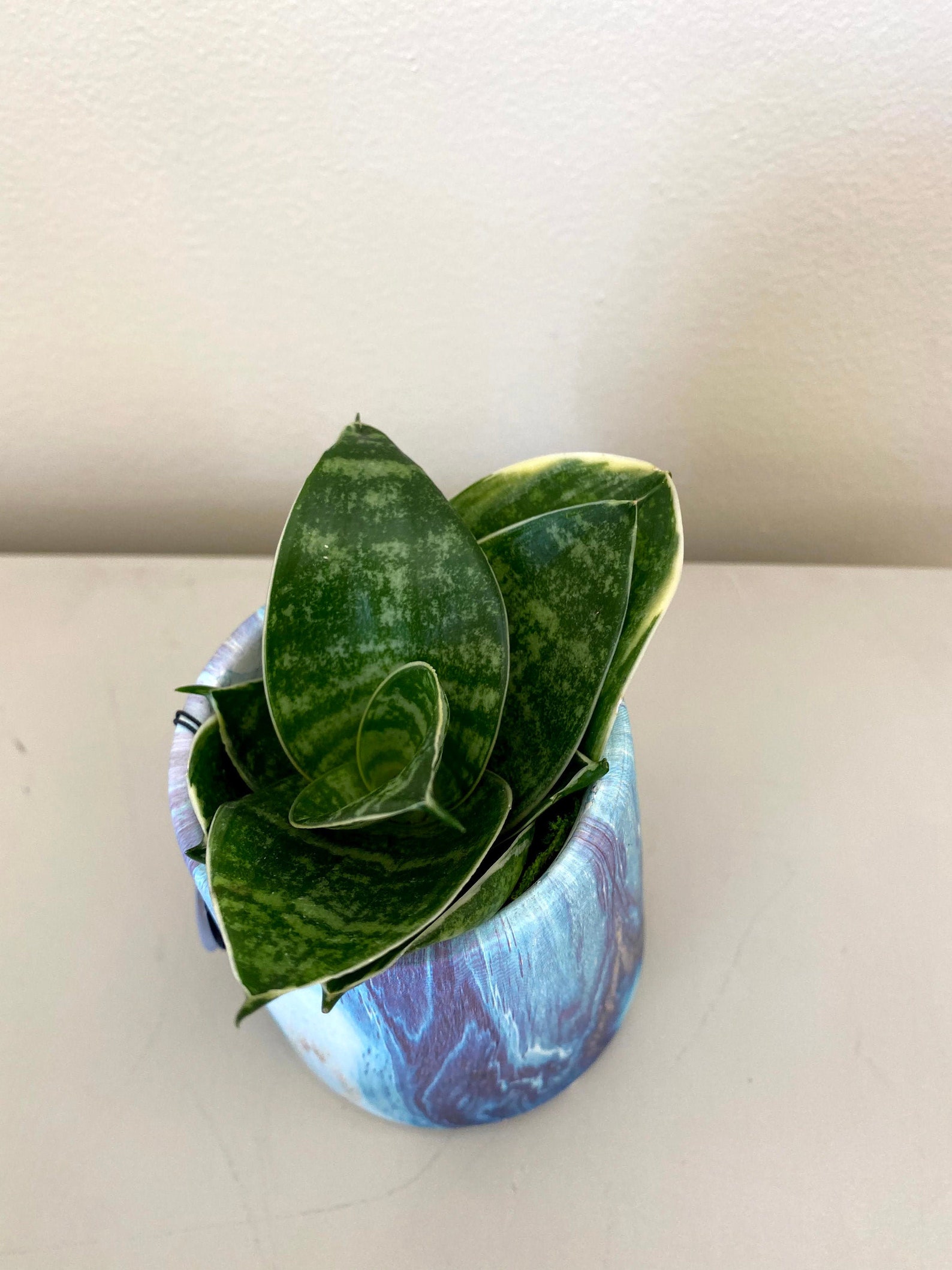 Snake Plant in light blue marbled ceramic pot Etsy