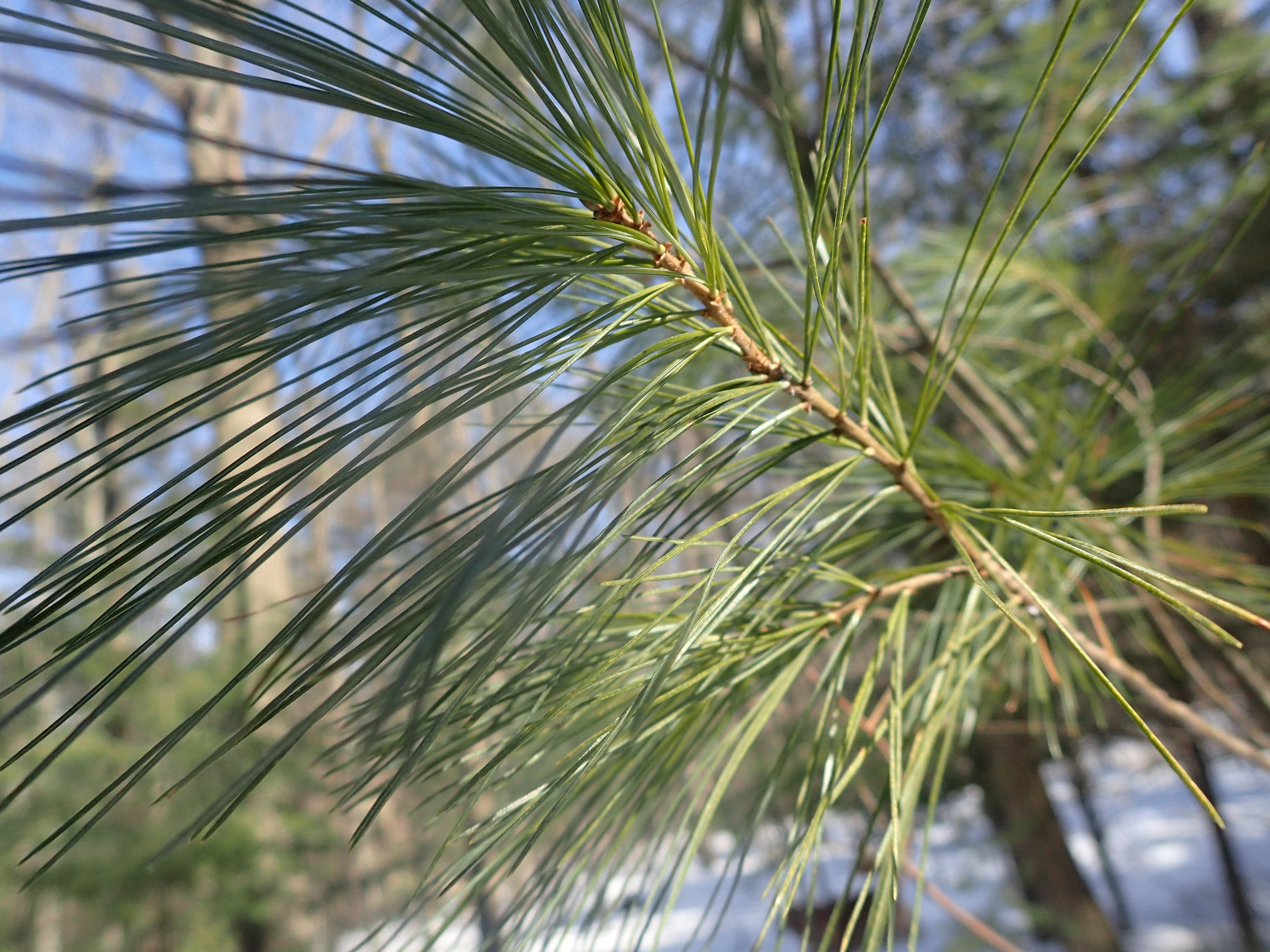 Eastern White Pine Needles Etsy Canada