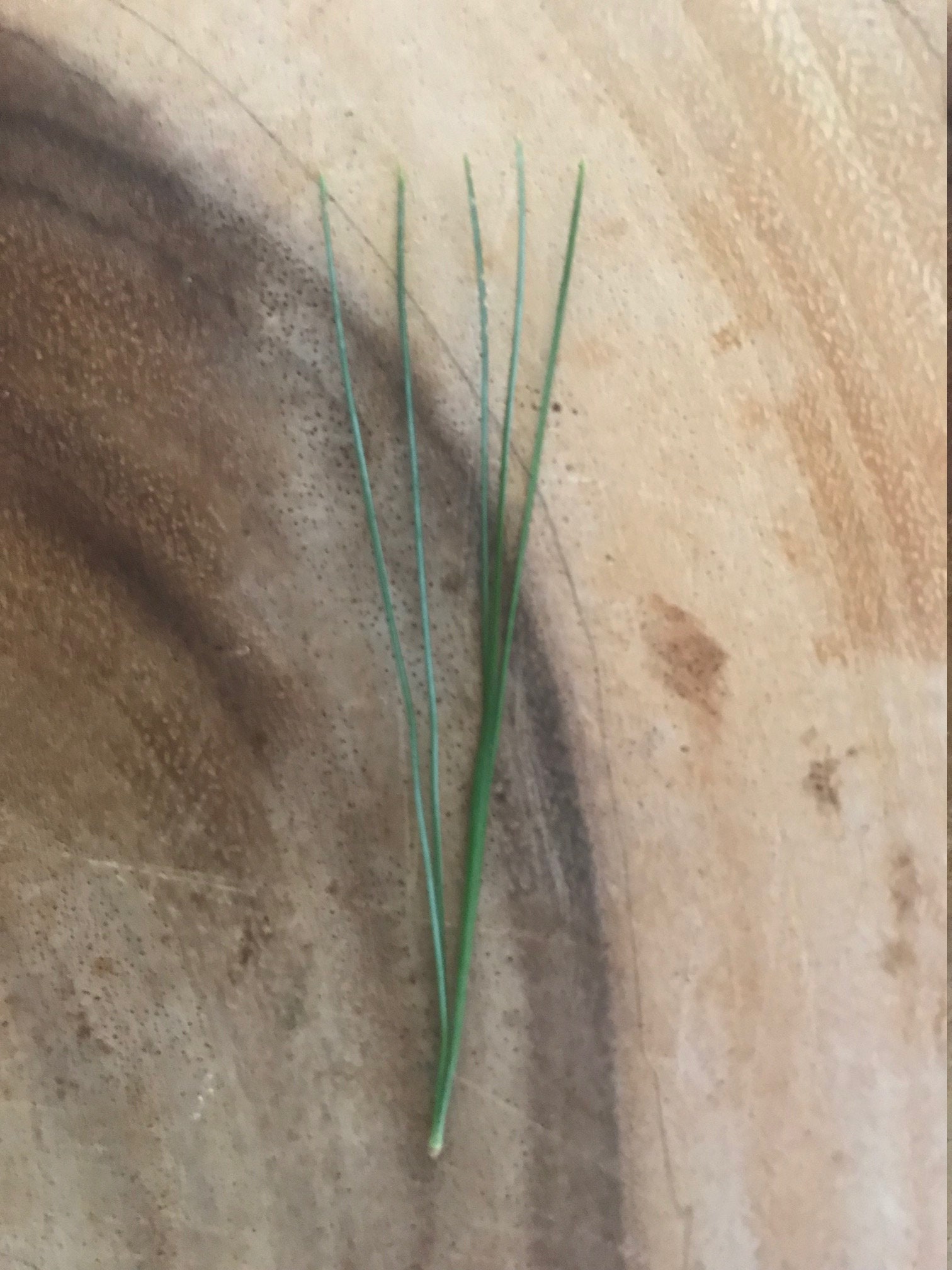 Eastern White Pine Needles Etsy Canada