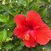 HibiscusBeautes