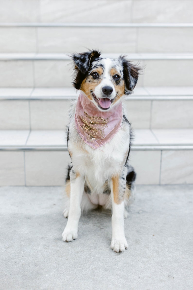 Stay Golden Bandana/Luxury/ Hand Made/ Vintage/ Dog Bandana/ Pet Bandana/ Bandana image 1