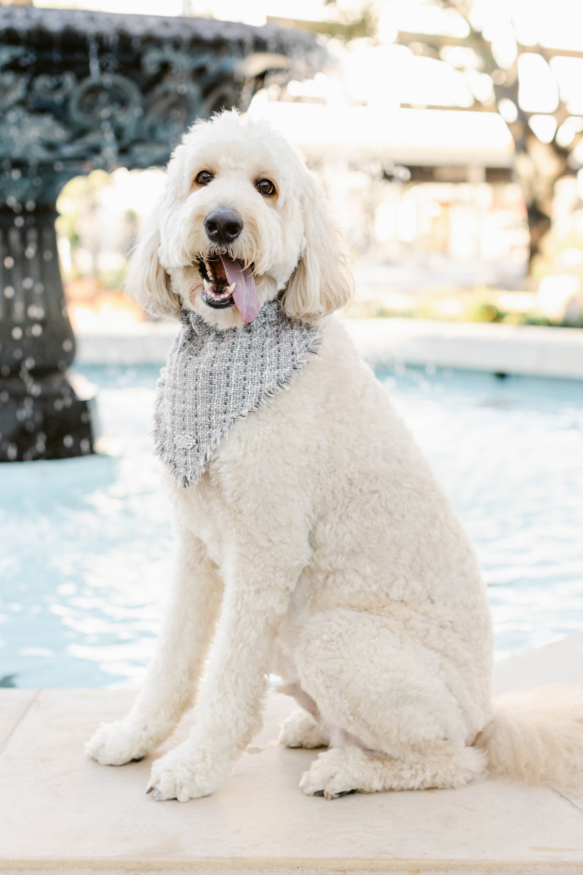 Chanel dog collar ebay hot sale
