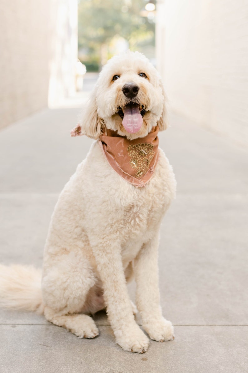 Stay Golden Bandana/Luxury/ Hand Made/ Vintage/ Dog Bandana/ Pet Bandana/ Bandana image 9