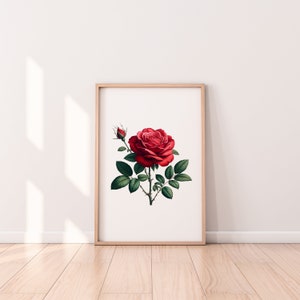 Rose Print - Botanic Prints Collection - Four Aspect Ratios - Three File Types - SVG, JPG and PNG