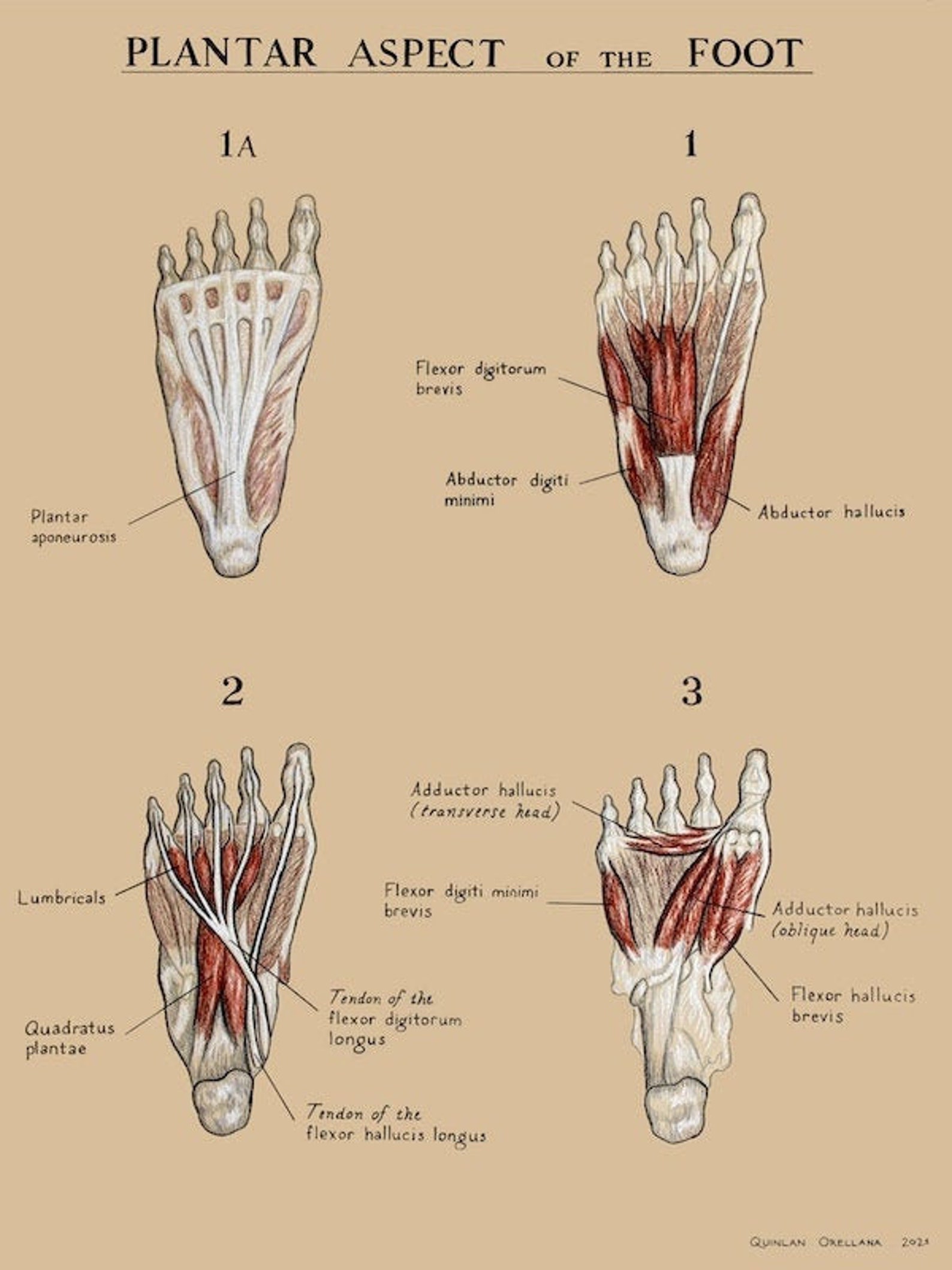 Anatomy Of Plantar Foot vrogue.co