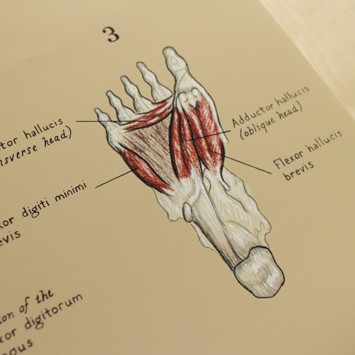 Foot Muscles Poster Plantar Aspect Etsy