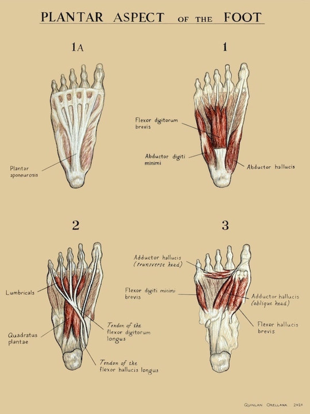 plantar foot anatomy nerves