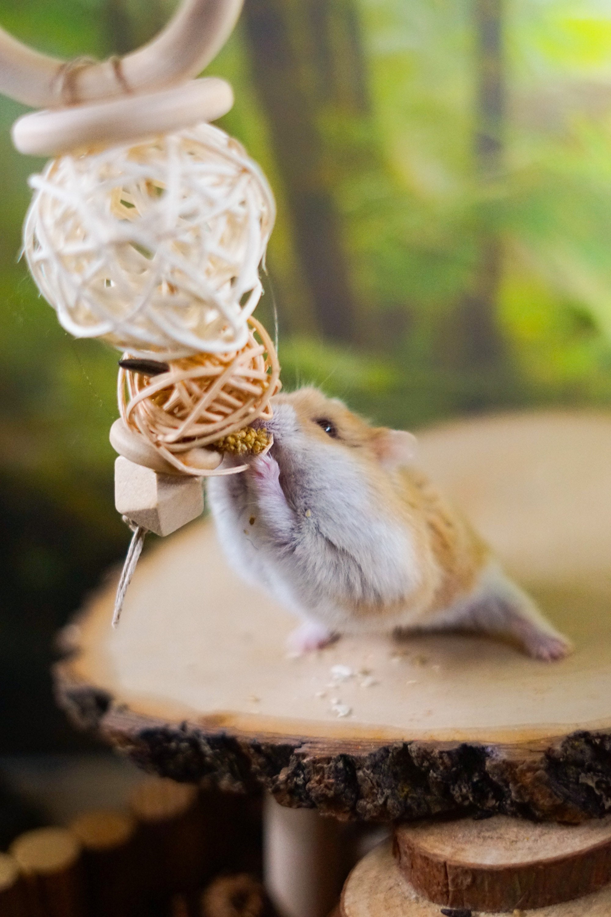 Hamster Hideout Wooden Hamster Chew Toy Set Natural Brazilian