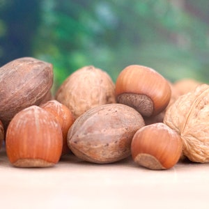 May include: A collection of various nuts, including hazelnuts, pecans, and walnuts, displayed on a light-colored surface. The nuts vary in color from light brown to dark brown, with visible textures and shell details. The background is a blurred green.