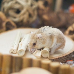 May include: A small, light brown hamster with white markings is eating a wooden chew toy on a wooden surface. The hamster is sitting on a wooden log with other wooden chew toys.