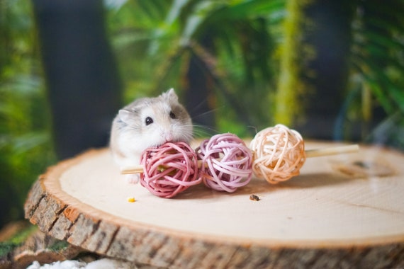 Fruity Lollipops Boredom Breaker for Hamsters Bunnies Rabbits