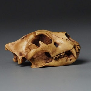 Miniatur Löwenschädel Holzskulptur