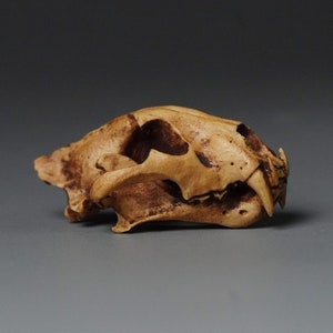 Miniature  Tiger Skull Wood Sculpture