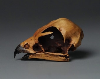 Miniature  Peregrine Falcon Skull Wood Sculpture
