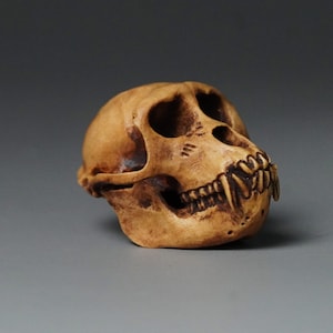 May include: A close-up of a small, light brown monkey skull with visible teeth. The skull is facing to the right and is set against a grey background.