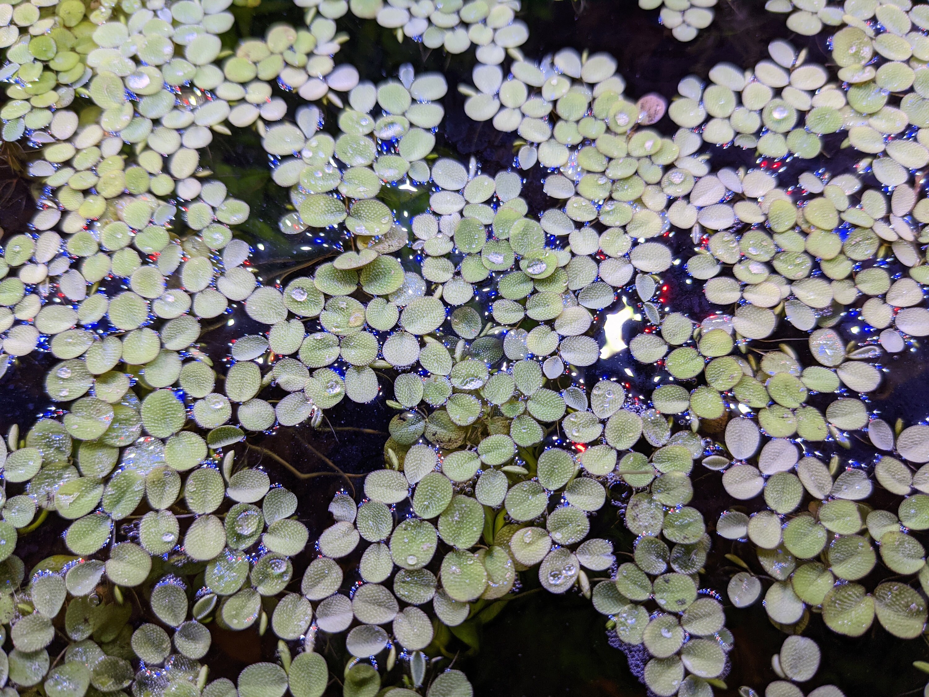 20 Salvinia Minima Water Spangles floating aquarium plant