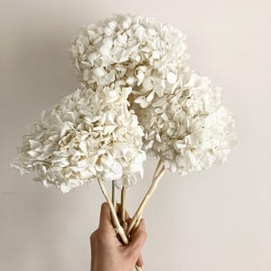May include: Three dried white hydrangea flower heads with brown stems.
