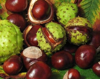 Real Horse Chestnuts, Conkers, DIY Craft Supply, Floral Wreath Arrangement, Eco Holiday Decor, Florist Supply