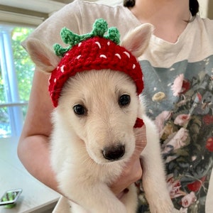 Cute Crochet Strawberry Dog Hat image 1